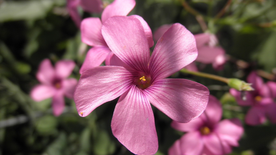 Oxalis corymbosa ο''articulata?